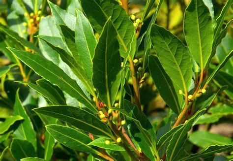 Bay leaf / Laurel Leaves .